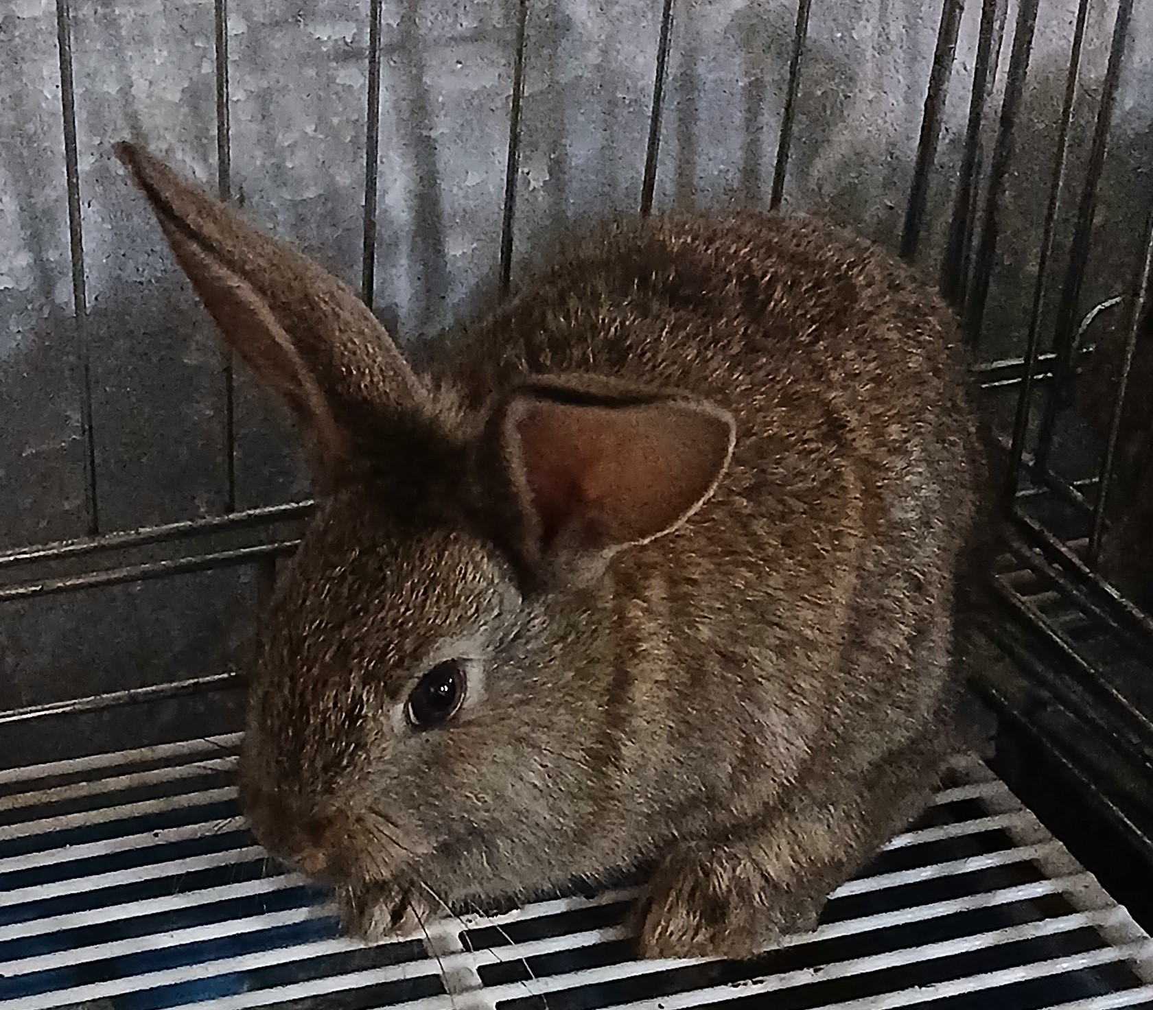 [기타축종] 토끼 이미지 파일 입니다.